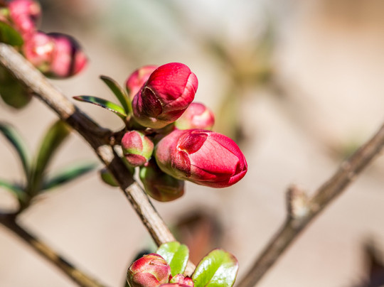 Villa Cohendier Et Son Parc-Saint-Pierre-en-Faucigny必去景点