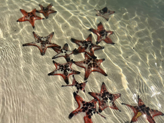 海星沙灘-Ganh Dau必去景点