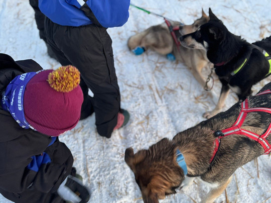 哈士奇雪橇之旅-罗瓦涅米必去景点
