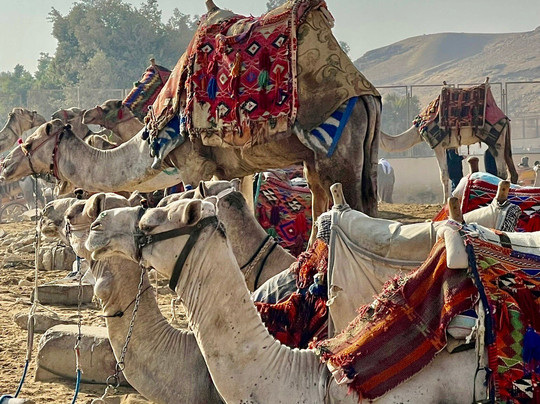 Deluxe Tours Egypt-开罗必去景点