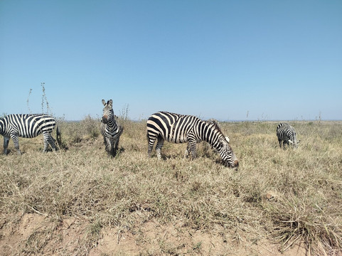 Lassic Africa Tours-内罗毕必去景点