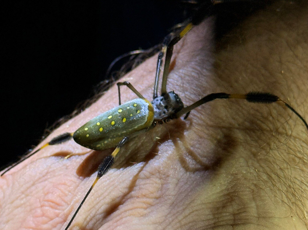 Tarantulas Way-卡维塔必去景点