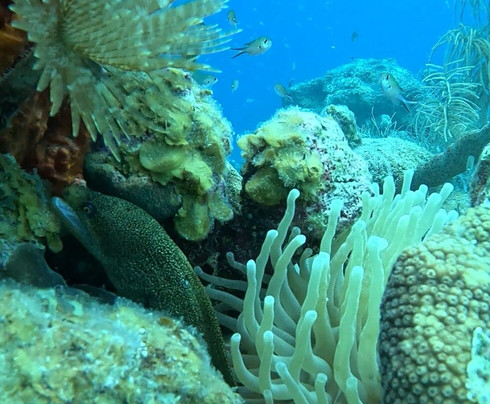 Fundiving Curacao-威廉斯塔德必去景点