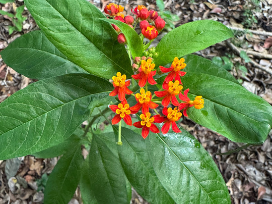 Calakmul Adventures day tours-Xpujil Town必去景点