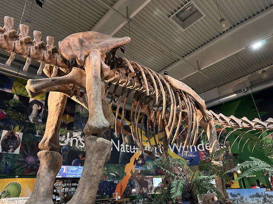 GONDWANA - Das Praehistorium