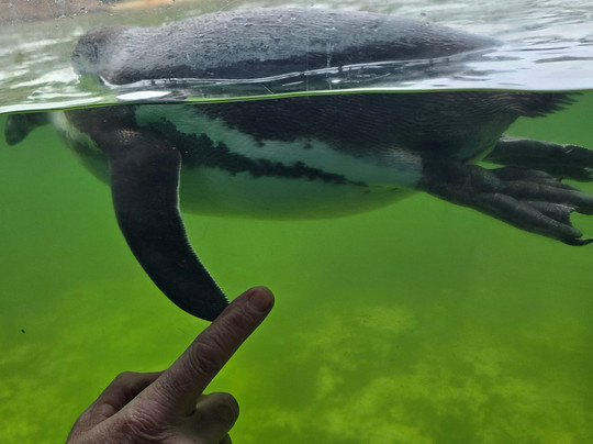 Marwell Zoo-温彻斯特必去景点