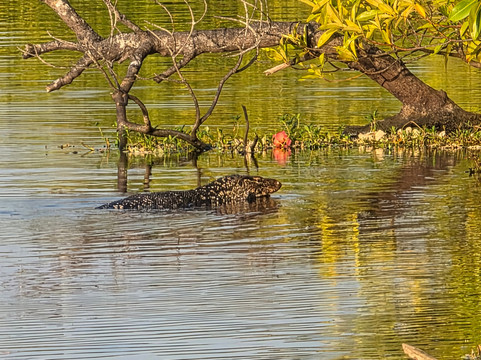 Chinuka Lagoon Safari-美蕊沙必去景点