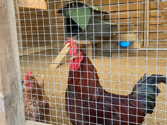 Blackberry Farm Park-刘易斯必去景点