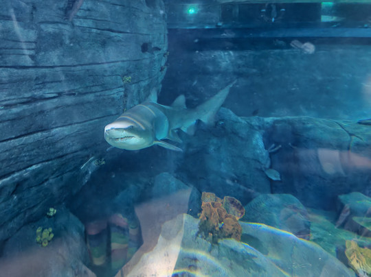 Odysseo Oceanarium Mauritius-路易士港必去景点