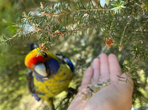 Tasmanian Devil Unzoo-塔拉纳必去景点