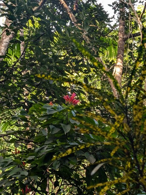 Jardin de Cantamerle-Capesterre-Belle-Eau必去景点