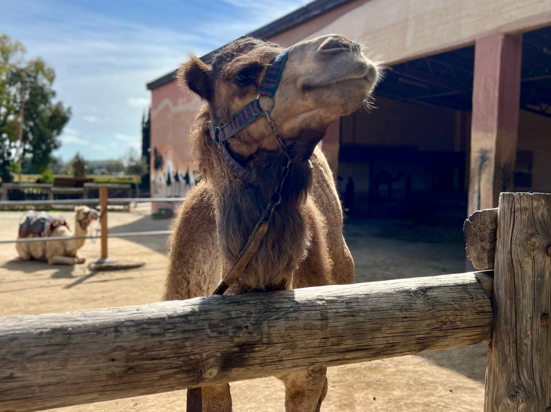 Camel Park-玛佐托斯必去景点