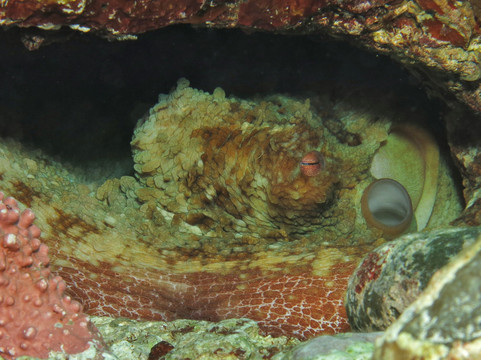 Scubaqua Dive Center-圣尤斯泰希厄斯岛必去景点