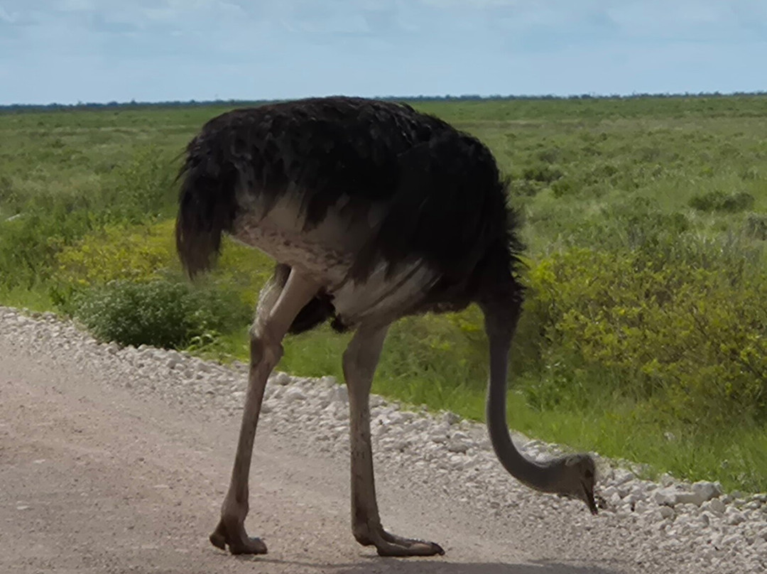 Born in Etosha Self-Drive Private Tours-Okaukuejo必去景点