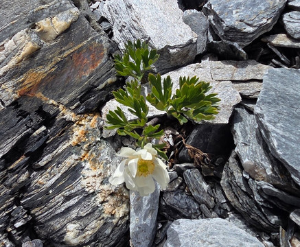 Aspiring Helicopters-瓦纳卡必去景点