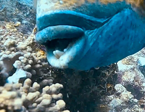 Himmafushi Scuba Adventure-Himmafushi Island必去景点