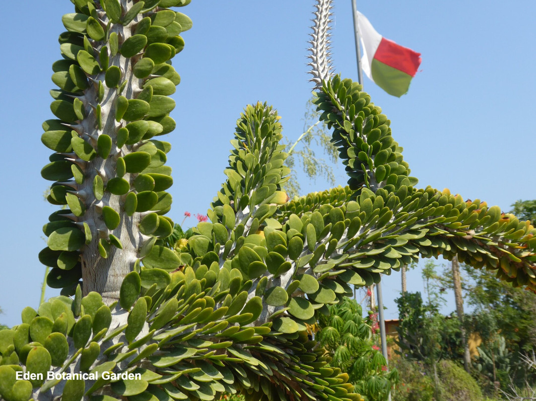 Eden Botanical Garden Toliara-Toliara必去景点