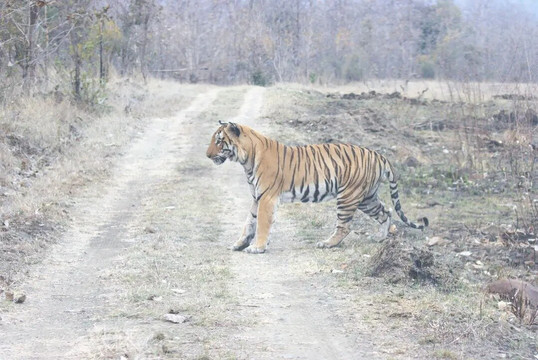 Kheoni Wildlife Sanctuary-Dewas必去景点