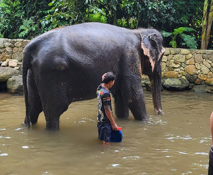 Samui Elephant Spa-苏梅岛必去景点