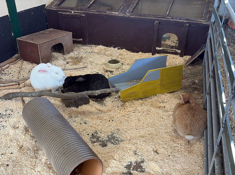 Rare Breeds Centre-Woodchurch必去景点