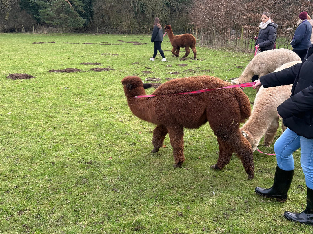 Alpaca Alpaca At Leven Valley-Yarm必去景点