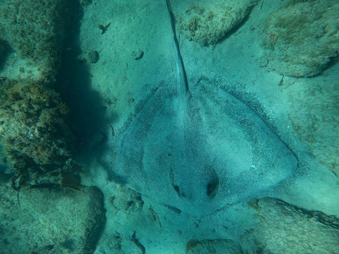 Vieques Snorkel Tours-维切克岛必去景点