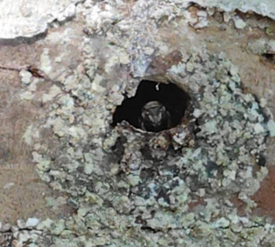 Bee Friendly Conservation Park-考祖梅必去景点