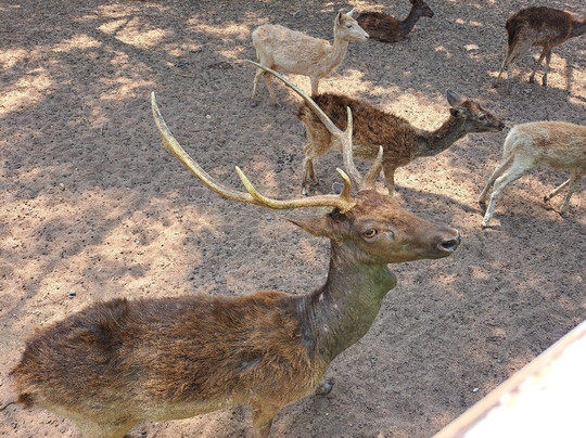 Safari Park Open Zoo-北碧必去景点