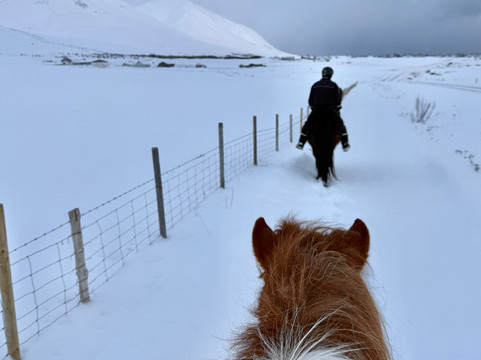 Tvistur Horse Rental-Dalvik必去景点