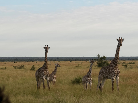 The Other Animals Safaris-克鲁格国家公园必去景点
