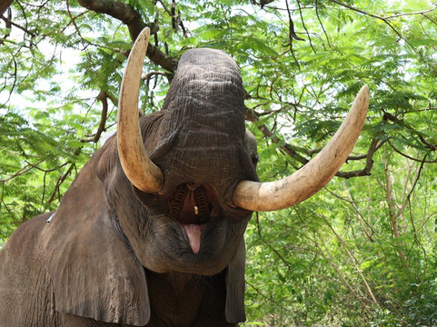 Elephant Whispers-雾观必去景点