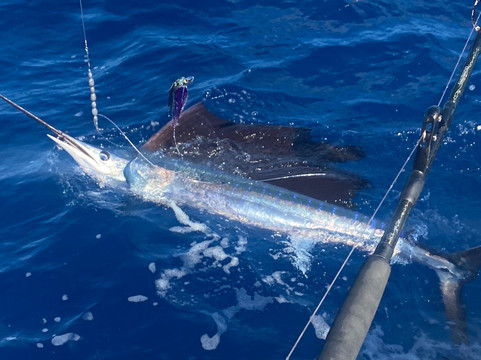 Panoply Sport Fishing & Luxury Charters-普罗维登西亚莱斯必去景点