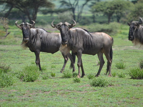 Unlimited Expeditions - The Soul Of Tanzania-阿鲁沙必去景点