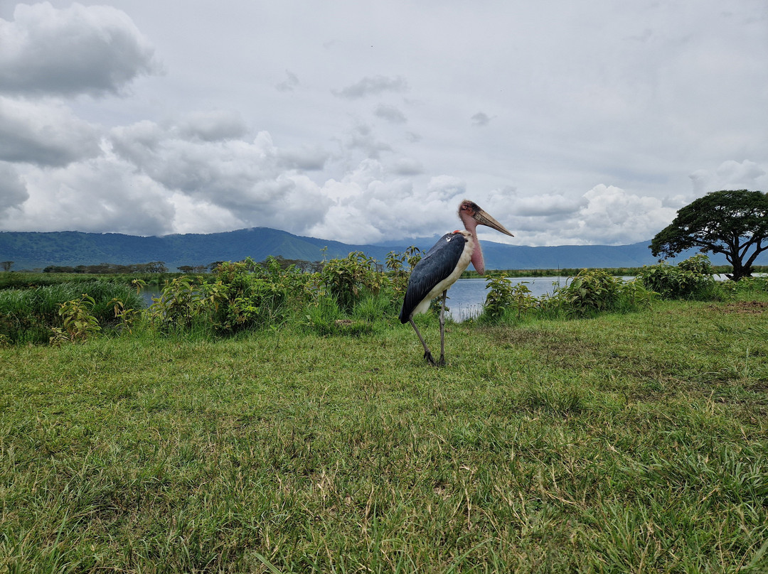 Zara Tanzania Adventures-莫西必去景点