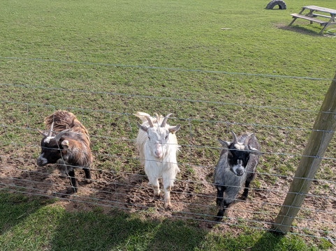 Bluebell Dairy Farm-德比必去景点