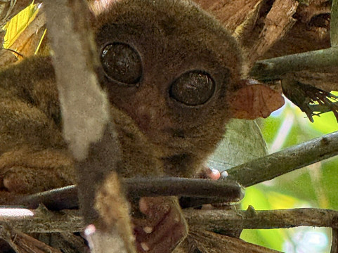 菲律宾眼镜猴及野生动物保护区-Corella必去景点