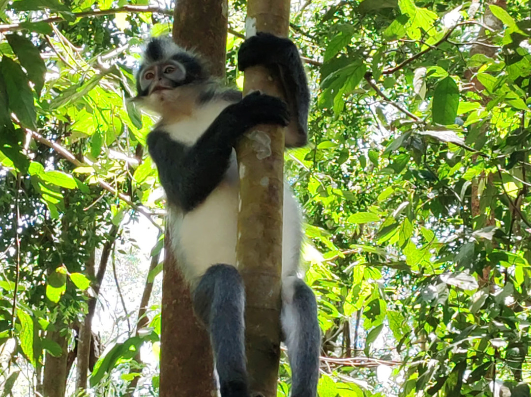 Bukit Lawang Jungle Trekking-武吉拉旺必去景点