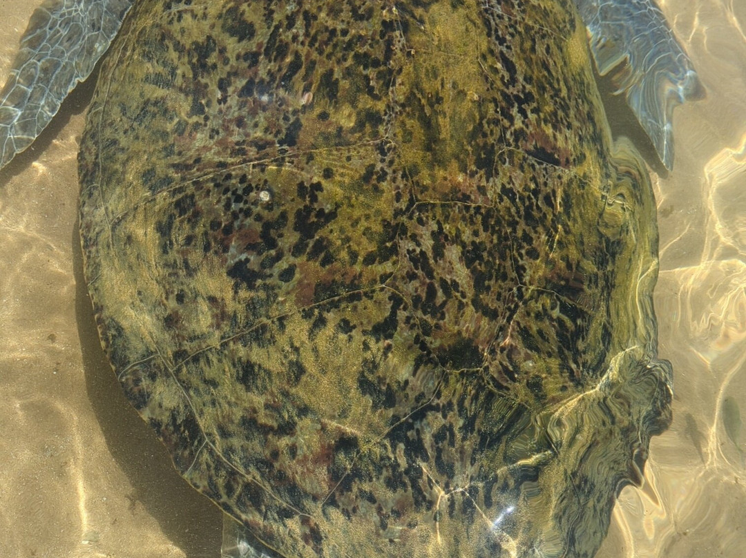 Turtle Beach-希克杜沃必去景点