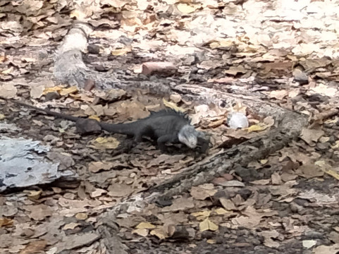 Royal Eagle-Le Robert必去景点