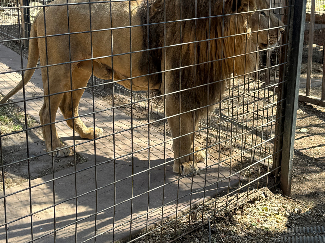 Tiger Safari Zoological Park-Tuttle必去景点