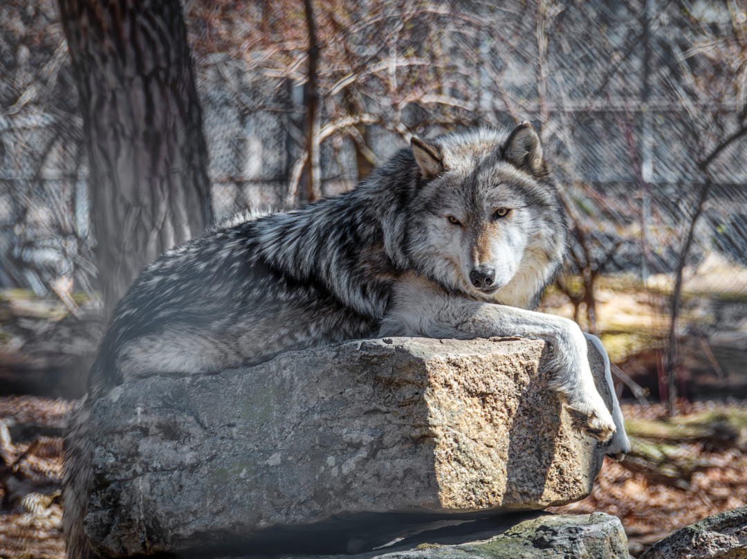 Lakota Wolf Preserve-Columbia必去景点
