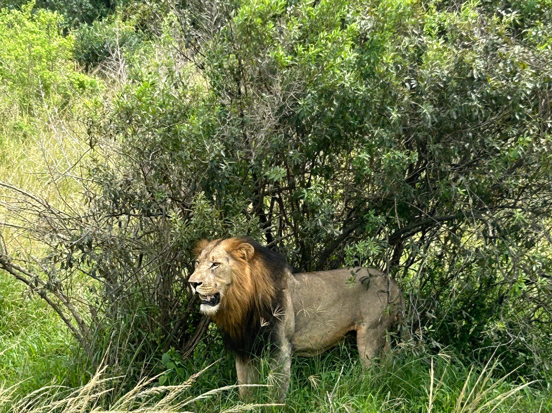 EuroZulu Guided Tours & Safaris-圣露西亚必去景点