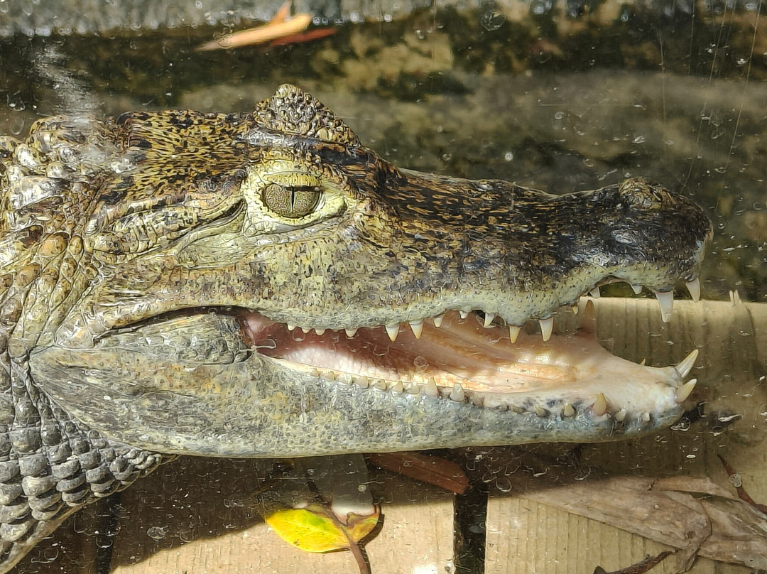 Plantasia Tropical Zoo-斯温西必去景点