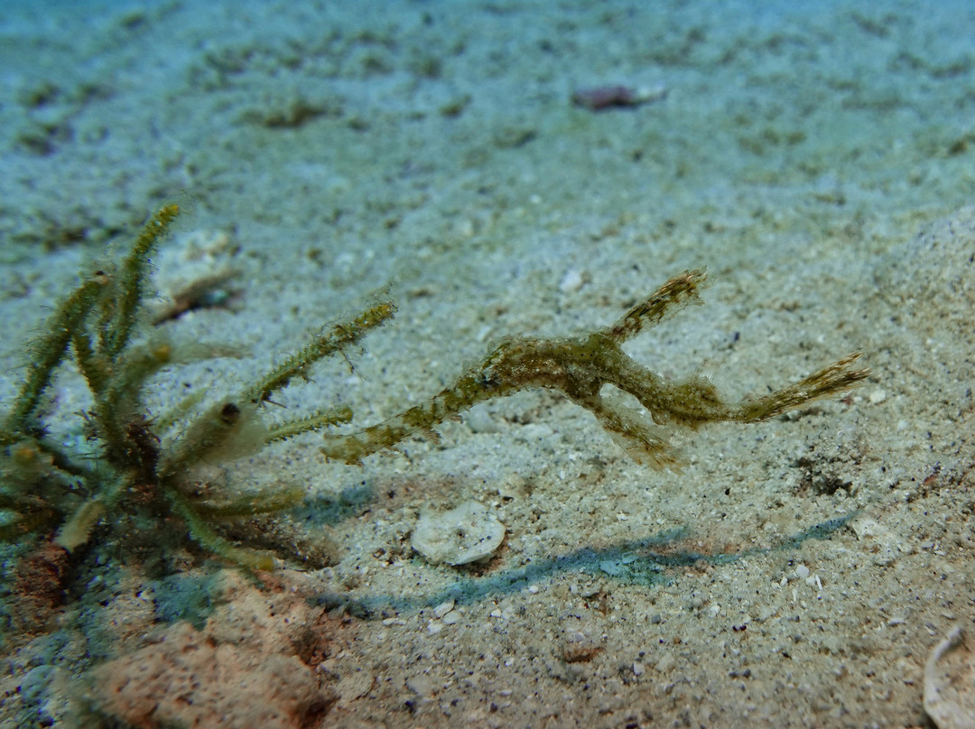 Orca Dive Club - Pereybere-Pereybere必去景点