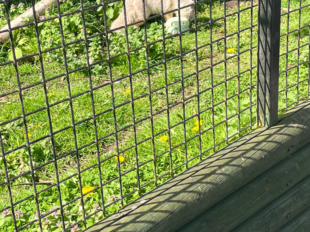 Greenacres Animal Park-Deeside必去景点