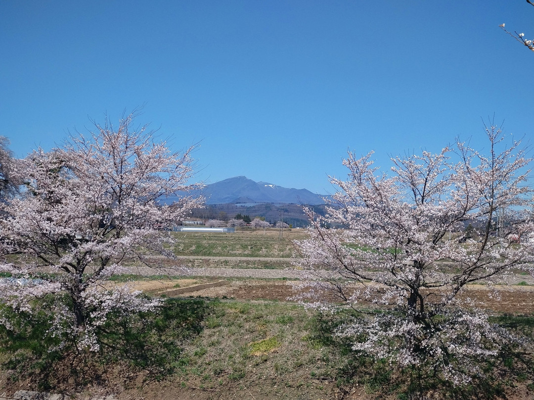 Fujitagawa Fureai Zakura-郡山市必去景点