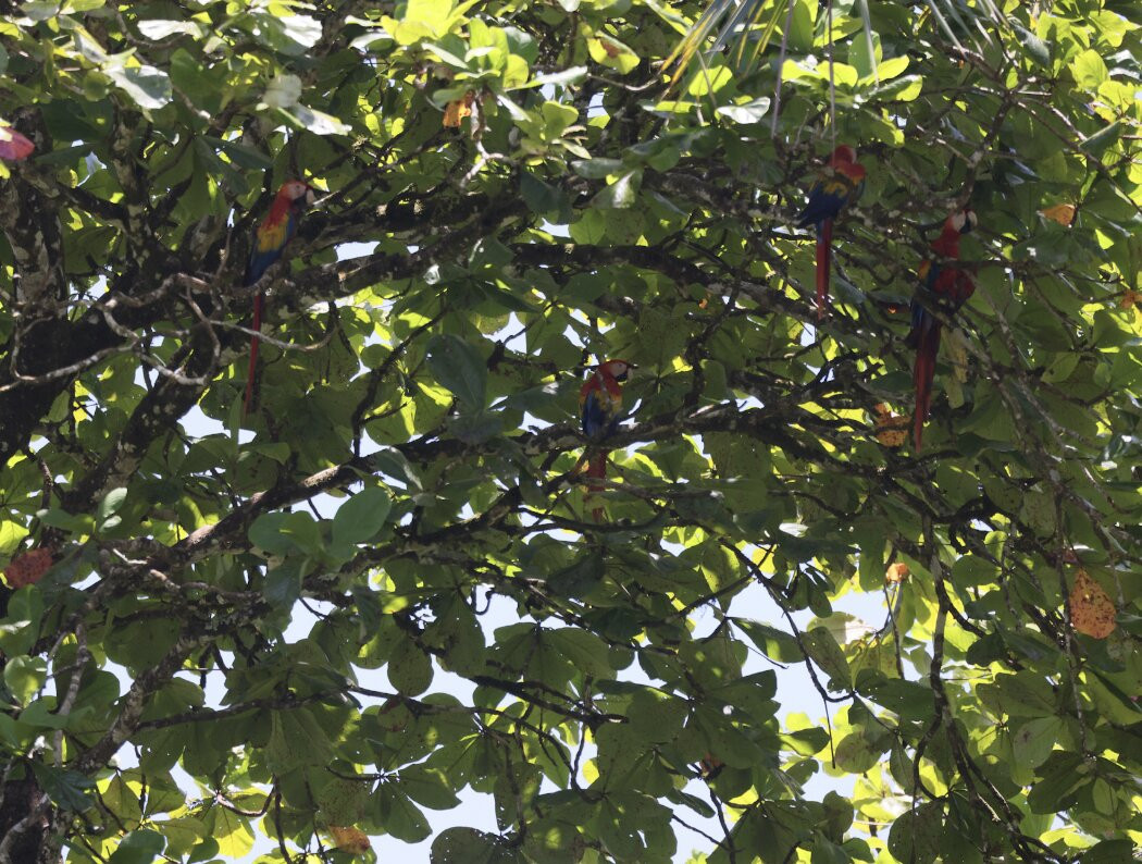 La Perla del Sur Adventures-Sierpe必去景点