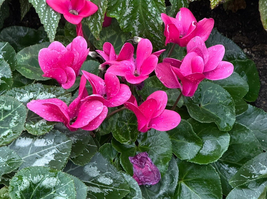 Foellinger-Freimann Botanical Conservatory-韦恩堡必去景点