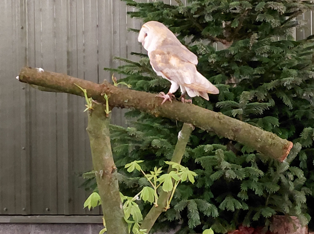 The British Bird of Prey Centre-喀麦登必去景点