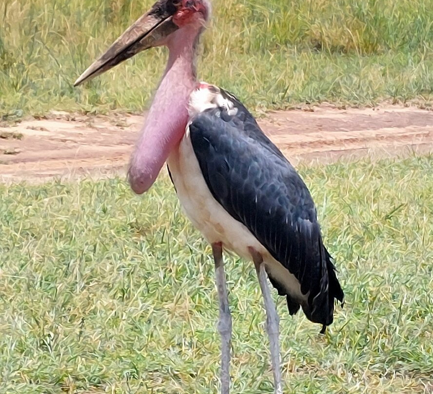 Grivet Tours And Safaris-马林地必去景点